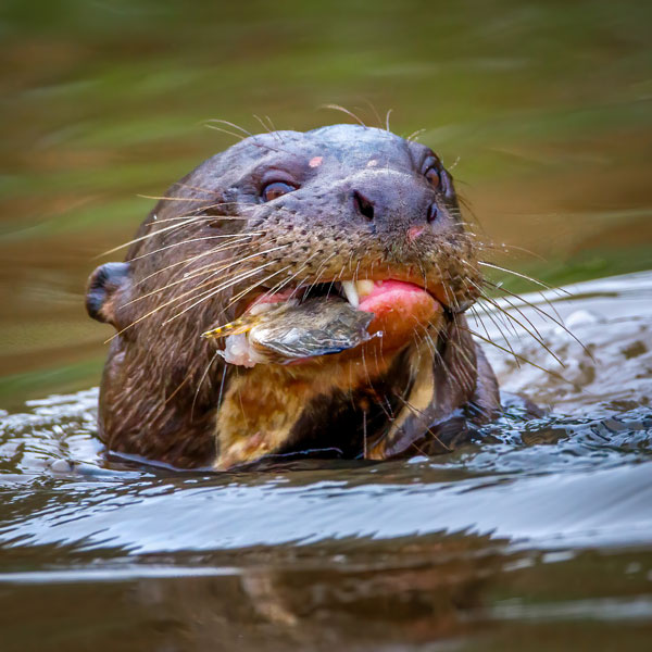 Giant Otter - ICF