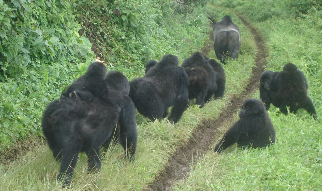 Eastern Lowland Gorilla - ICF