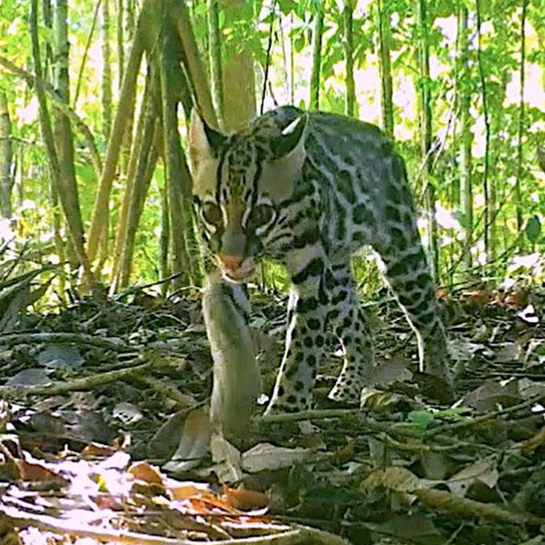 Costa Rica: Preventing Ecosystem Collapse in the Osa Peninsula and ...