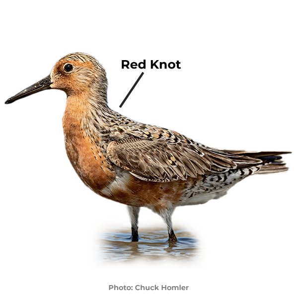 shorebirds red knot shorebird