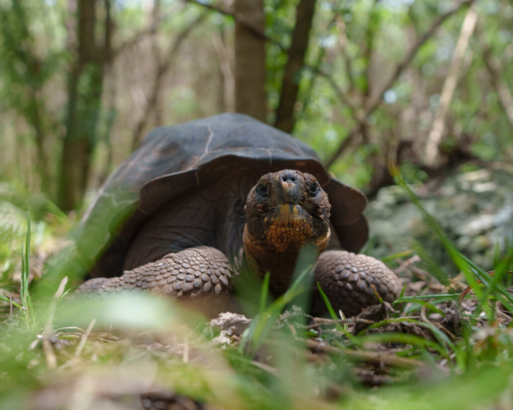 Gal&aacute;pagos Tortoise floreana galapagos jocotoco