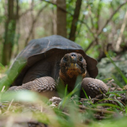 Galápagos Tortoise floreana galapagos jocotoco