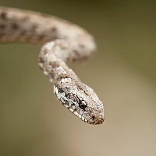 Floreana Racer Snake Floreana galapagos jocotoco