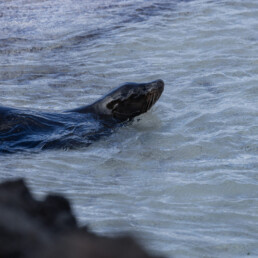 Marlon del Aguila jocotoco floreana galapagos