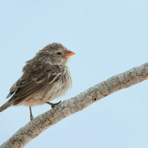 Sharp-beaked-Ground-Finch Floreana galapagos jocotoco