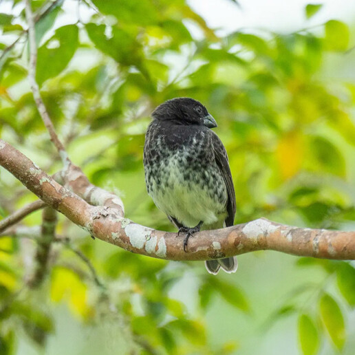 Vegetarian Finch Floreana galapagos jocotoco