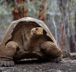 Galápagos Tortoise floreana galapagos jocotoco