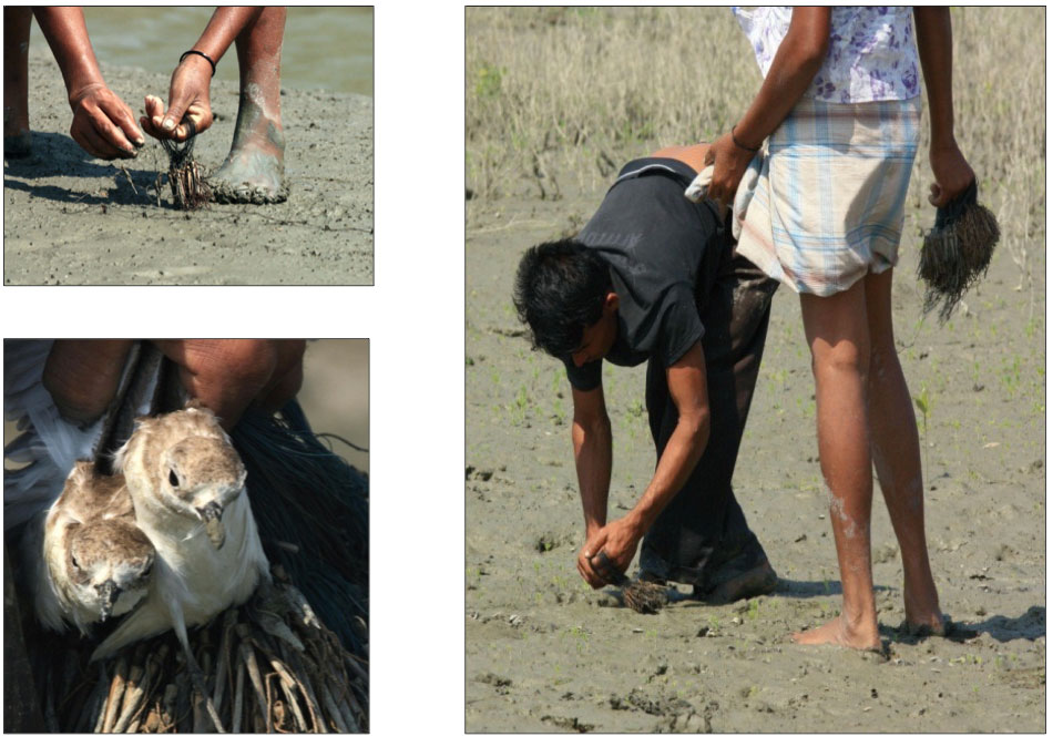Snare Removal: Preventing Biodiversity Loss, One Trap at a Time