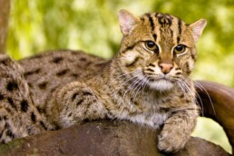 Fishing cat in Cambodia