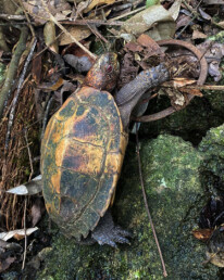 turtle snares trapped turtle vietnam