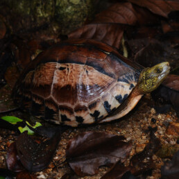Cuora picturata turtle vietnam endangered speciesprotecting turtles in vietnam from snares