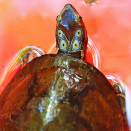 Sacalia quadriocellata vietnam turtles endangered species
