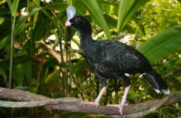 horned curassow endangered bird bolivia