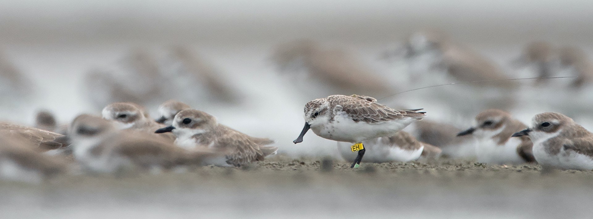 Spoon-billed Sandpiper on a mudflat